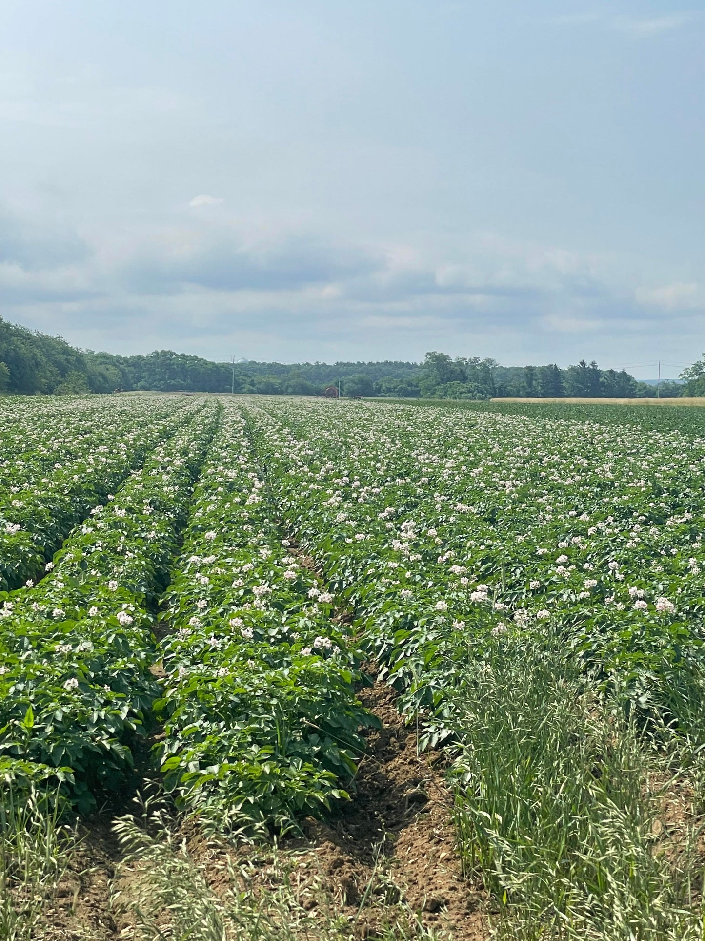 Steak your claim on Love- Our Bone-in Ribeye and Potato box!